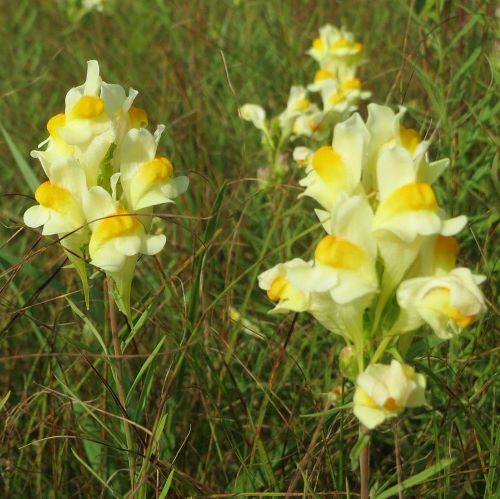 Yellow Toadflax