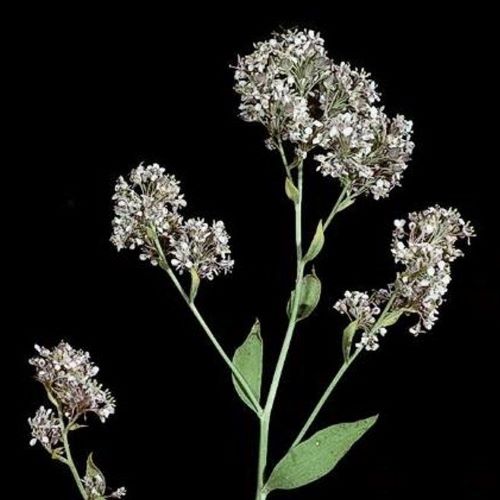 Perennial Pepperweed