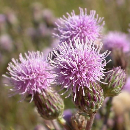 Canadian Thistle