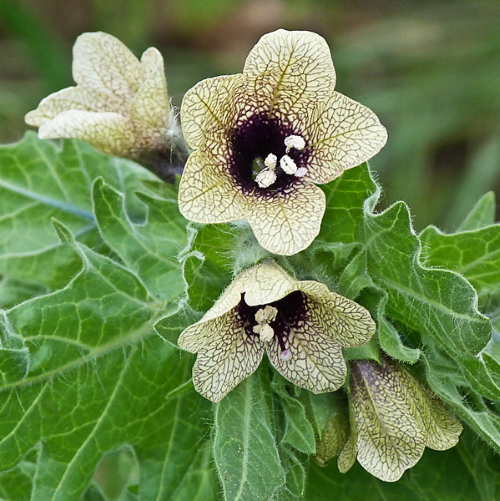 Black Henbane