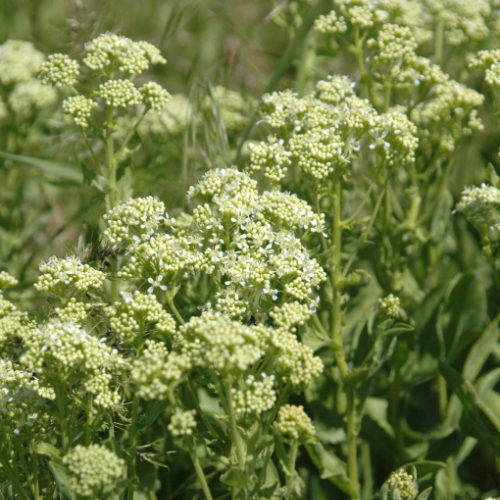 Hoary Cress