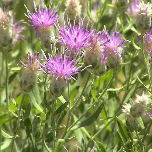 Russian Knapweed 