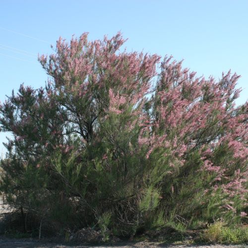 Saltcedar